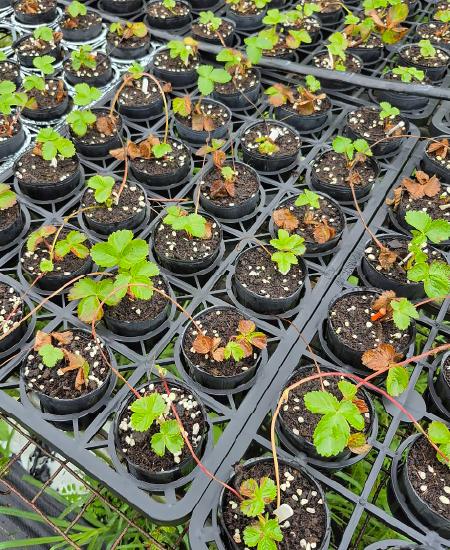 沒有使用超護產品的區域,生長勢、走莖狀況普通,且有零星病害感染的狀況發生。
